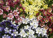 多年生花卉品種--耬鬥菜-剪紙