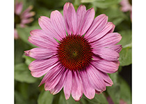 多年生花卉品種--鬆果菊-彩虹緊湊