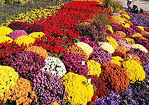 無性係91免费版安装--花園小菊