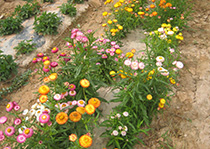 無性係91免费版安装--麥稈菊